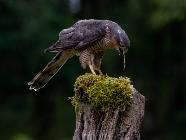 Πουλί Του Prey Sparrowhawk Accipiter Nisus Επίσης Γνωστό Βόρειο Σπουργίτι — Φωτογραφία Αρχείου