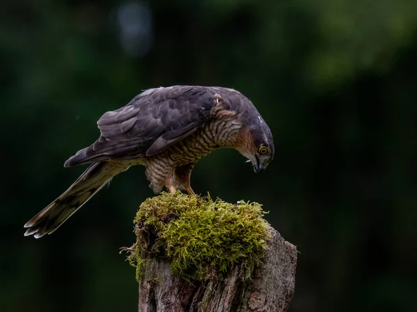 Πουλί Του Prey Sparrowhawk Accipiter Nisus Επίσης Γνωστό Βόρειο Σπουργίτι — Φωτογραφία Αρχείου