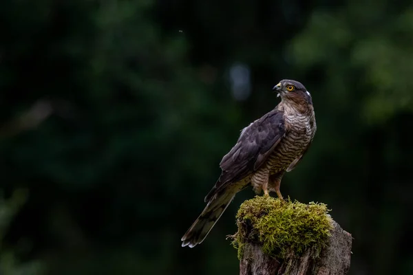 Oiseau Proie Épervier Accipiter Nisus Aussi Connu Sous Nom Épervier — Photo