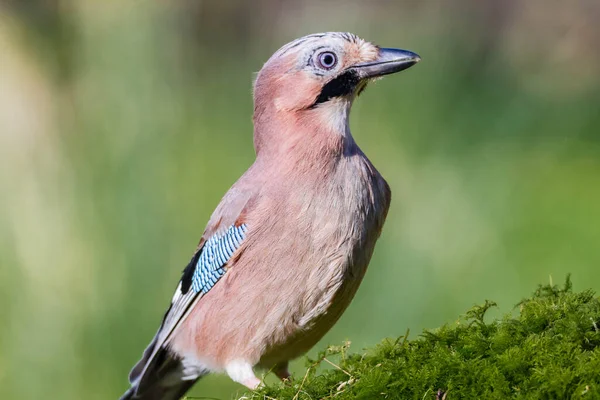 Eurazjatycki Jay Garrulus Glandarius Szkocja — Zdjęcie stockowe