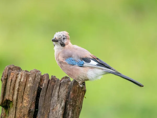 Eurasian Jay Garrulus Glandarius Scotland — Stock fotografie