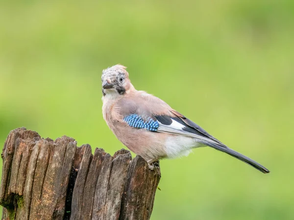 Eurasian Jay Garrulus Glandarius Scotland — Stock fotografie