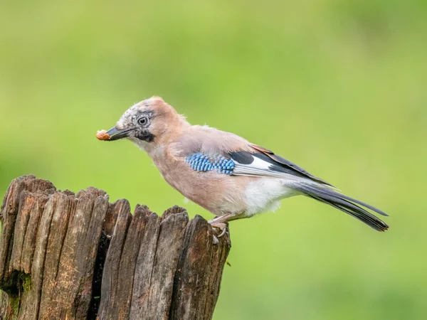 Eurasian Jay Garrulus Glandarius Scotland — Stock fotografie