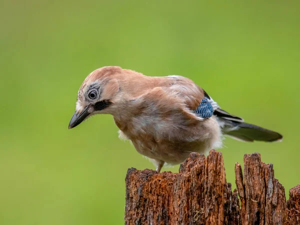 Eurasian Jay Garrulus Glandarius Escócia Reino Unido — Fotografia de Stock