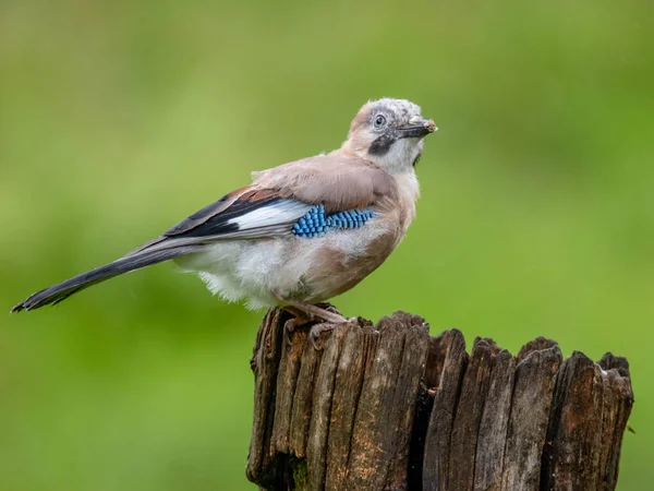 Eurazjatycki Jay Garrulus Glandarius Szkocja — Zdjęcie stockowe