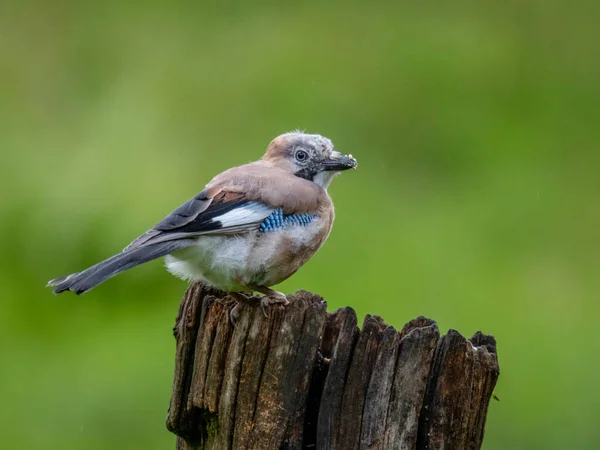 Eurazjatycki Jay Garrulus Glandarius Szkocja — Zdjęcie stockowe