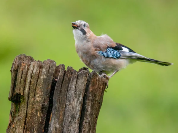 Eurazjatycki Jay Garrulus Glandarius Szkocja — Zdjęcie stockowe