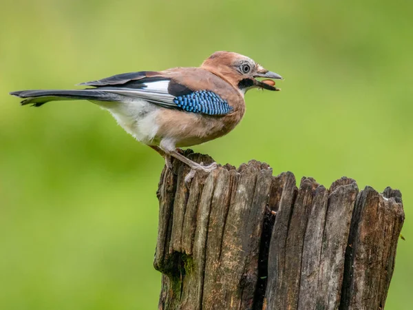 Eurazjatycki Jay Garrulus Glandarius Szkocja — Zdjęcie stockowe