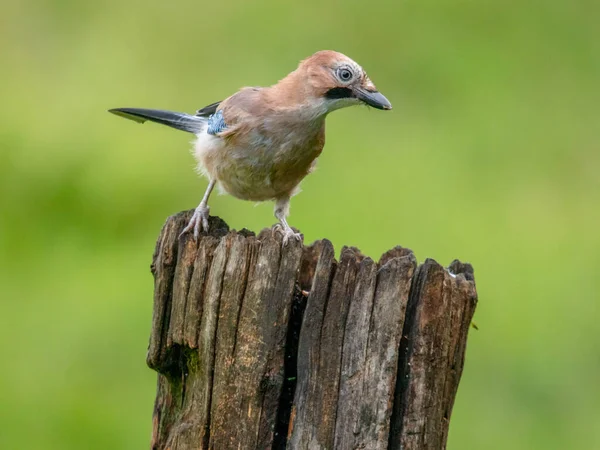 Eurasian Jay Garrulus Glandarius Scotland Egyesült Királyság — Stock Fotó