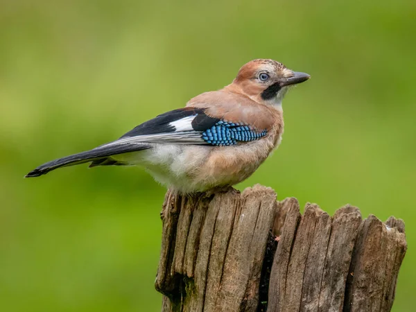 Eurasian Jay Garrulus Glandarius Scotland — Stock fotografie