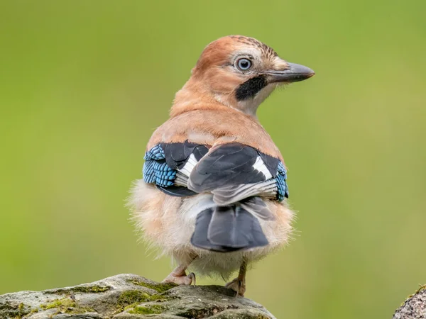 Eurasian Jay Garrulus Glandarius Scotland — Stock fotografie