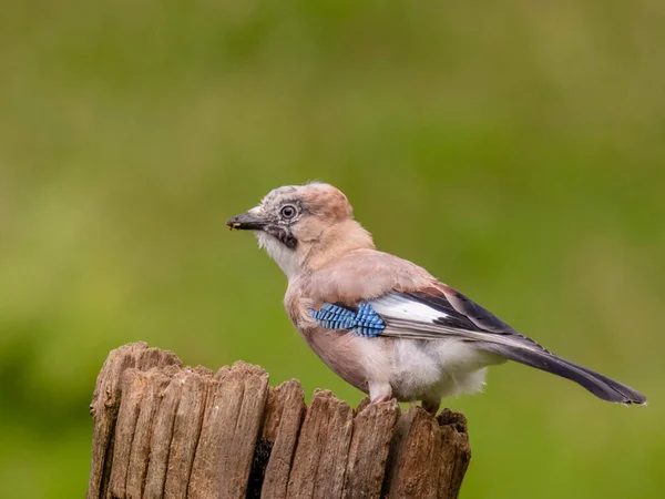 Eurasian Jay Garrulus Glandarius Scotland Egyesült Királyság — Stock Fotó