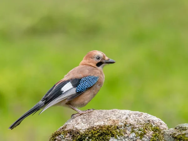 Eurazjatycki Jay Garrulus Glandarius Szkocja — Zdjęcie stockowe