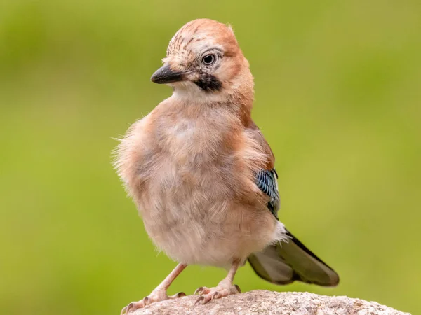 Eurazjatycki Jay Garrulus Glandarius Szkocja — Zdjęcie stockowe