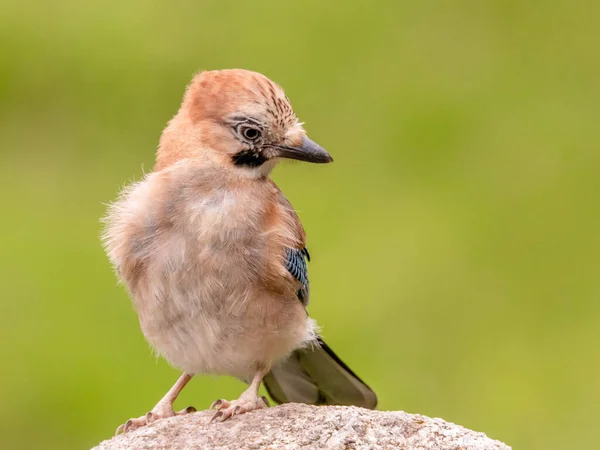 Eurasian Jay Garrulus Glandarius Escócia Reino Unido — Fotografia de Stock