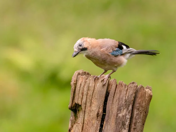 Eurasian Jay Garrulus Glandarius Scotland — Stock fotografie