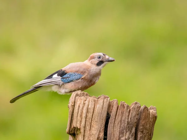 Eurasian Jay Garrulus Glandarius Scotland — Stock fotografie