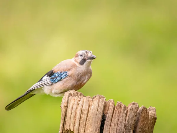 Eurasian Jay Garrulus Glandarius Scotland — Stock fotografie