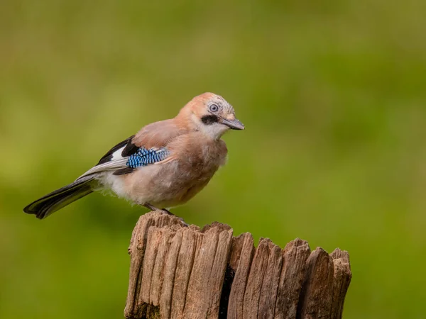 Eurazjatycki Jay Garrulus Glandarius Szkocja — Zdjęcie stockowe