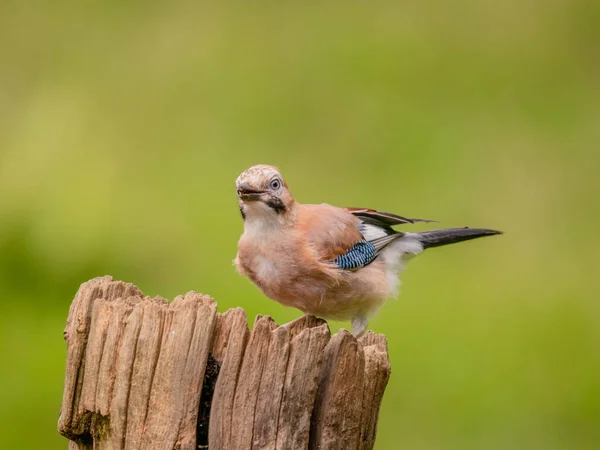 Eurasian Jay Garrulus Glandarius Scotland — Stock fotografie