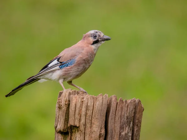 Eurazjatycki Jay Garrulus Glandarius Szkocja — Zdjęcie stockowe