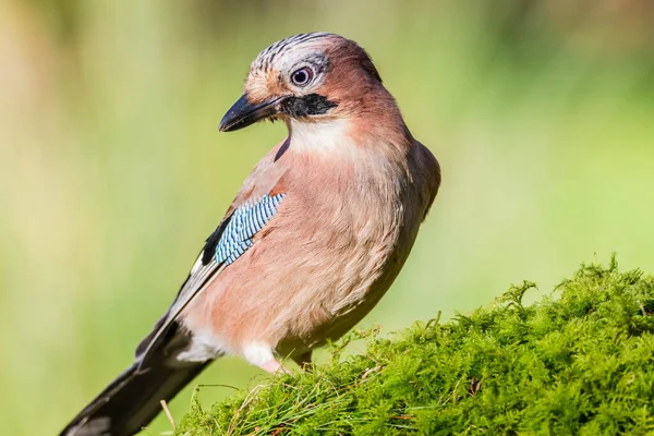 Eurazjatycki Jay Garrulus Glandarius Szkocja — Zdjęcie stockowe