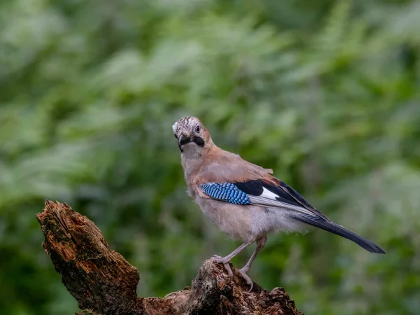 Eurasian Jay Garrulus Glandarius Escócia Reino Unido — Fotografia de Stock