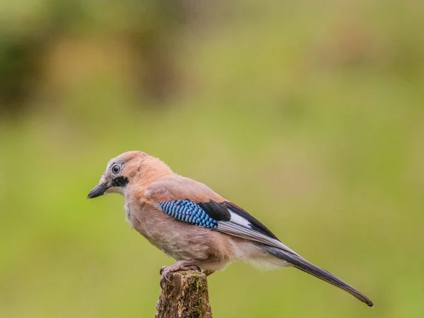 Eurasian Jay Garrulus Glandarius Scotland Egyesült Királyság — Stock Fotó