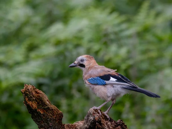Avrasyalı Jay (Garrulus glandarius) İskoçya, İngiltere