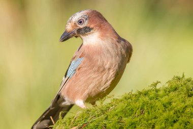 Avrasyalı Jay (Garrulus glandarius) İskoçya, İngiltere
