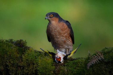 Atmaca (Accipiter nisus), av ile birlikte bir toplama direğinde oturmaktadır. İskoçya, İngiltere