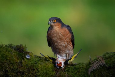 Atmaca (Accipiter nisus), av ile birlikte bir toplama direğinde oturmaktadır. İskoçya, İngiltere