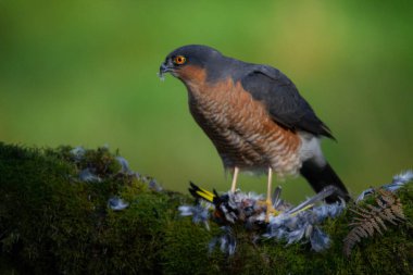 Atmaca (Accipiter nisus), av ile birlikte bir toplama direğinde oturmaktadır. İskoçya, İngiltere