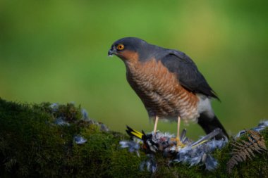 Atmaca (Accipiter nisus), av ile birlikte bir toplama direğinde oturmaktadır. İskoçya, İngiltere
