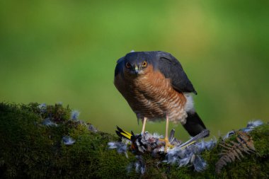 Atmaca (Accipiter nisus), av ile birlikte bir toplama direğinde oturmaktadır. İskoçya, İngiltere