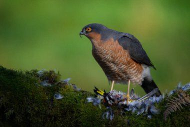 Atmaca (Accipiter nisus), av ile birlikte bir toplama direğinde oturmaktadır. İskoçya, İngiltere