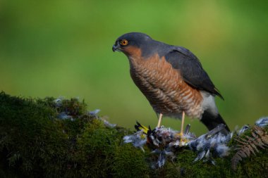Atmaca (Accipiter nisus), av ile birlikte bir toplama direğinde oturmaktadır. İskoçya, İngiltere