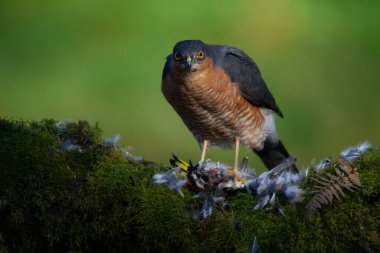 Atmaca (Accipiter nisus), av ile birlikte bir toplama direğinde oturmaktadır. İskoçya, İngiltere