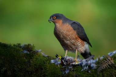 Atmaca (Accipiter nisus), av ile birlikte bir toplama direğinde oturmaktadır. İskoçya, İngiltere