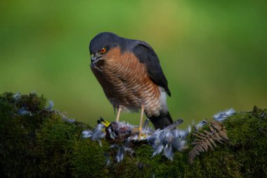 Atmaca (Accipiter nisus), av ile birlikte bir toplama direğinde oturmaktadır. İskoçya, İngiltere
