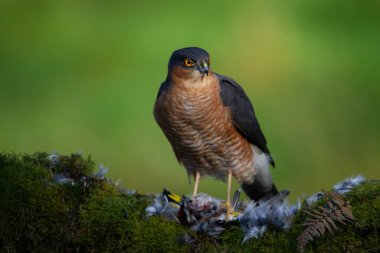 Atmaca (Accipiter nisus), av ile birlikte bir toplama direğinde oturmaktadır. İskoçya, İngiltere