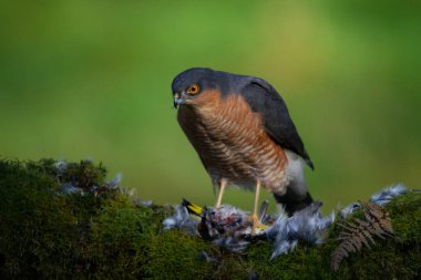Atmaca (Accipiter nisus), av ile birlikte bir toplama direğinde oturmaktadır. İskoçya, İngiltere