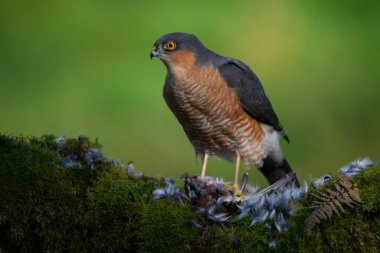 Atmaca (Accipiter nisus), av ile birlikte bir toplama direğinde oturmaktadır. İskoçya, İngiltere