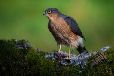 Atmaca (Accipiter nisus), av ile birlikte bir toplama direğinde oturmaktadır. İskoçya, İngiltere