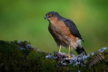 Atmaca (Accipiter nisus), av ile birlikte bir toplama direğinde oturmaktadır. İskoçya, İngiltere