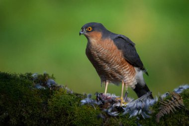 Atmaca (Accipiter nisus), av ile birlikte bir toplama direğinde oturmaktadır. İskoçya, İngiltere