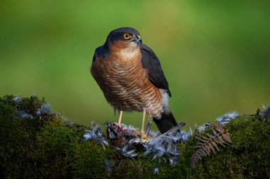 Atmaca (Accipiter nisus), av ile birlikte bir toplama direğinde oturmaktadır. İskoçya, İngiltere