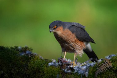 Atmaca (Accipiter nisus), av ile birlikte bir toplama direğinde oturmaktadır. İskoçya, İngiltere
