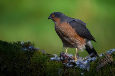 Atmaca (Accipiter nisus), av ile birlikte bir toplama direğinde oturmaktadır. İskoçya, İngiltere
