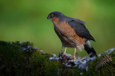 Atmaca (Accipiter nisus), av ile birlikte bir toplama direğinde oturmaktadır. İskoçya, İngiltere